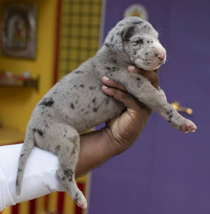 DogsIndia.com - Great Dane - Mayaa's Kennels