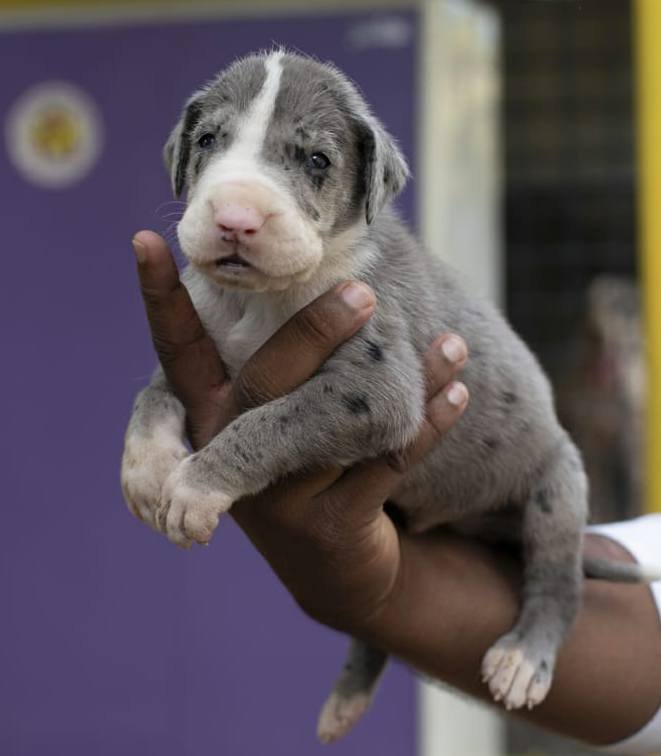 DogsIndia.com - Great Dane - Mayaa's Kennels