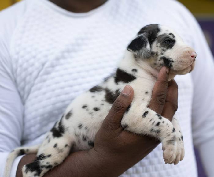 DogsIndia.com - Great Dane - Mayaa's Kennels
