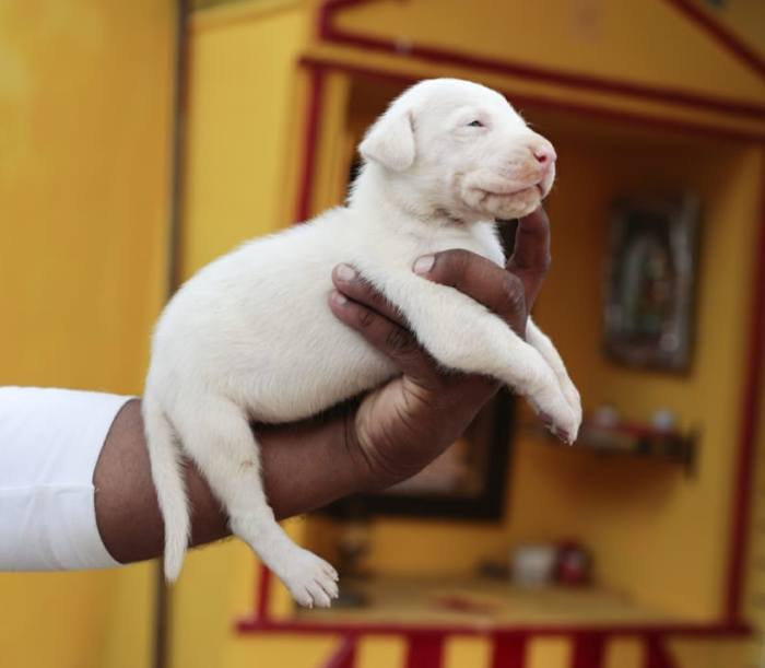 DogsIndia.com - Great Dane - Mayaa's Kennels