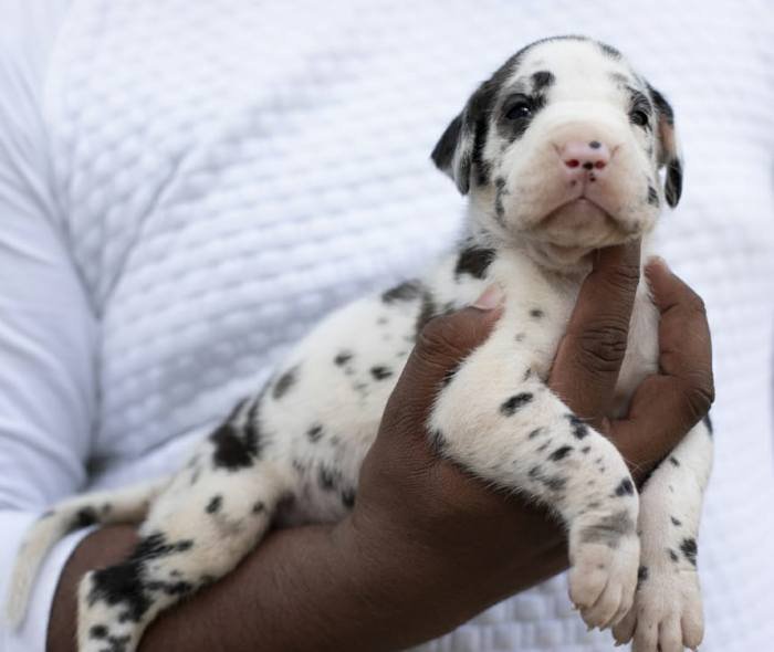 DogsIndia.com - Great Dane - Mayaa's Kennels