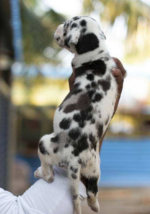 DogsIndia.com - Great Dane - Mayaa's Kennels