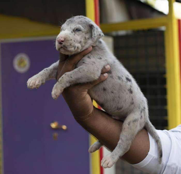 DogsIndia.com - Great Dane - Mayaa's Kennels
