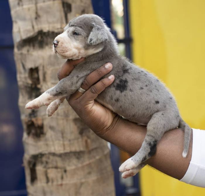 DogsIndia.com - Great Dane - Mayaa's Kennels