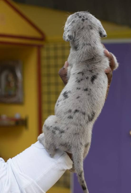 DogsIndia.com - Great Dane - Mayaa's Kennels