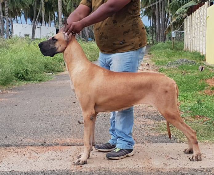 DogsIndia.com - Great Dane - Mayaa's Kennels