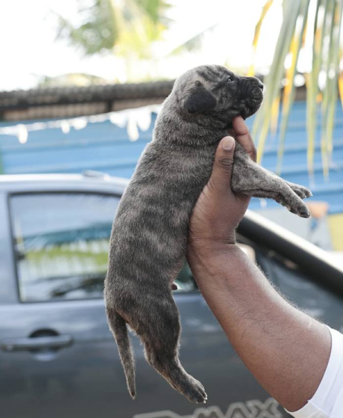DogsIndia.com - Great Dane - Mayaa's Kennels