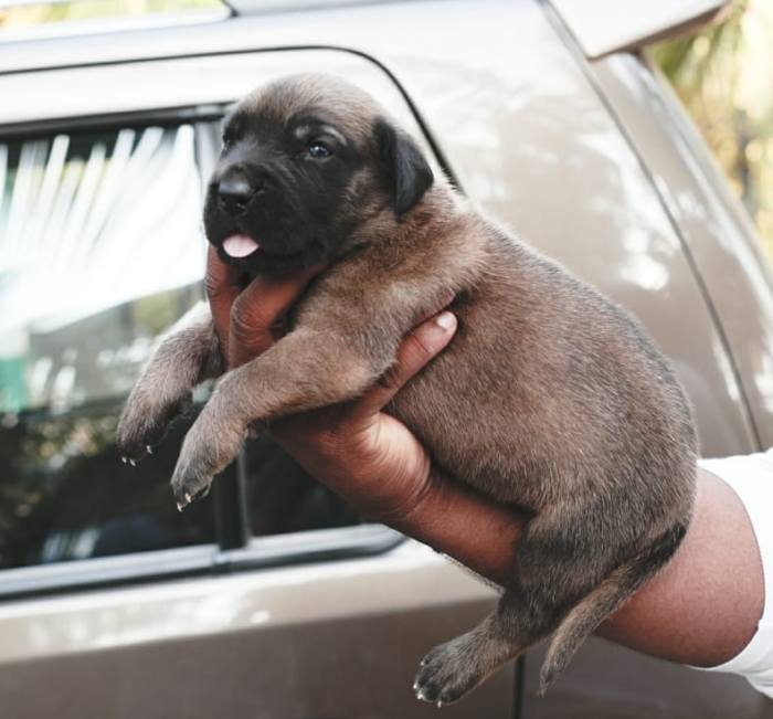 DogsIndia.com - Great Dane - Mayaa's Kennels