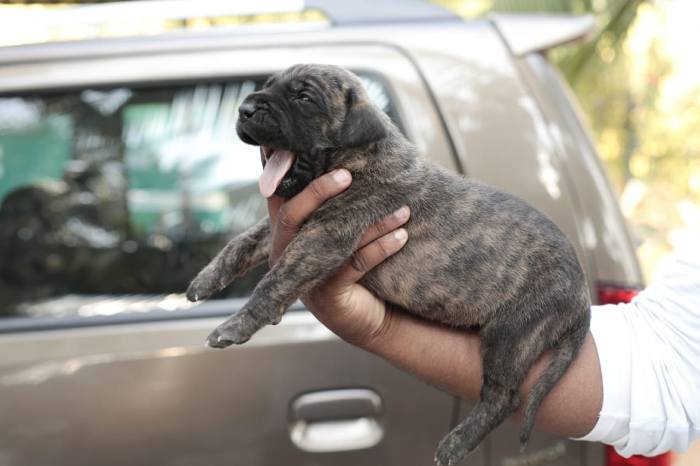 DogsIndia.com - Great Dane - Mayaa's Kennels