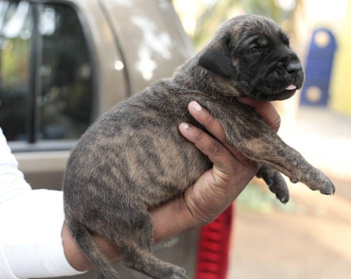 DogsIndia.com - Great Dane - Mayaa's Kennels