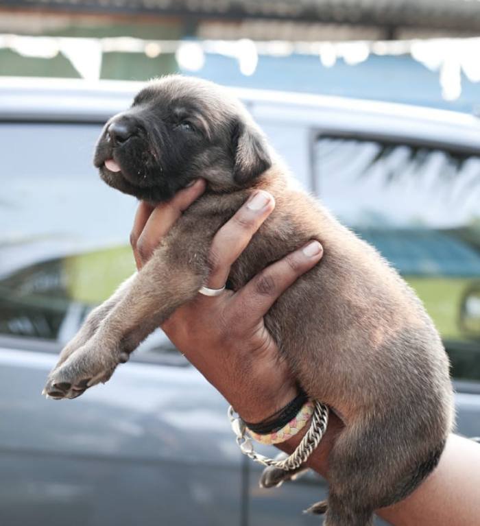 DogsIndia.com - Great Dane - Mayaa's Kennels