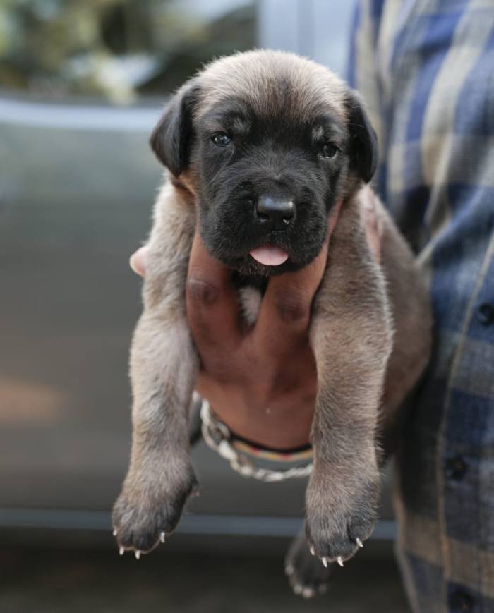 DogsIndia.com - Great Dane - Mayaa's Kennels