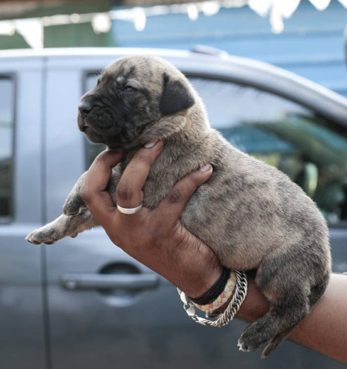 DogsIndia.com - Great Dane - Mayaa's Kennels