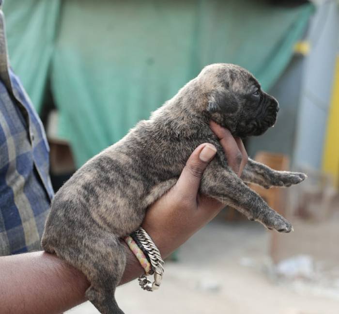 DogsIndia.com - Great Dane - Mayaa's Kennels