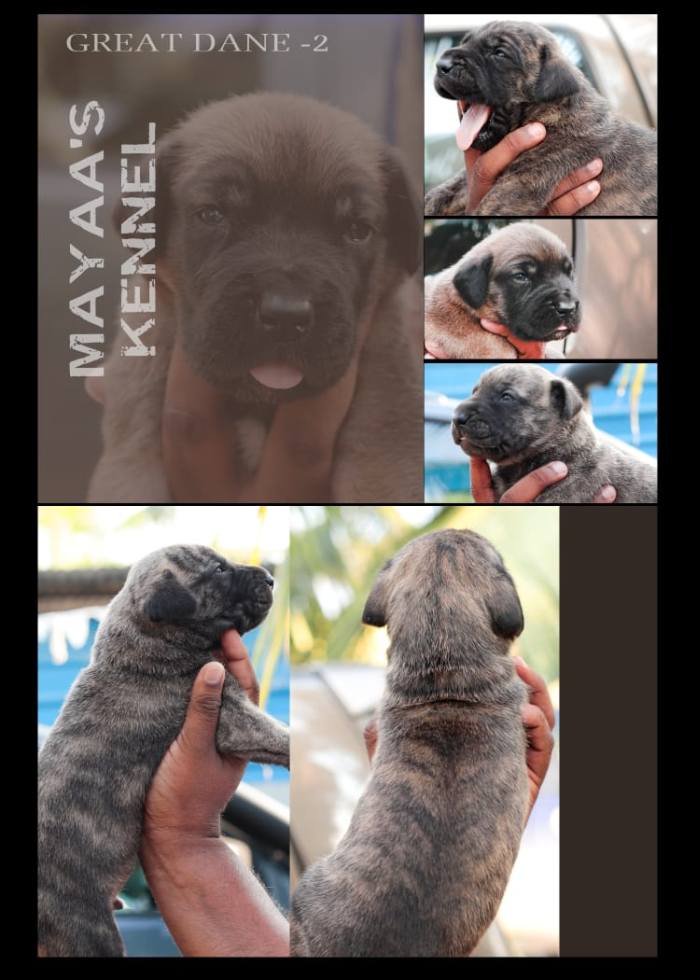 DogsIndia.com - Great Dane - Mayaa's Kennels