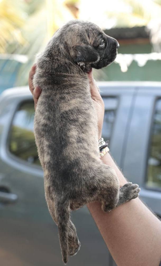 DogsIndia.com - Great Dane - Mayaa's Kennels