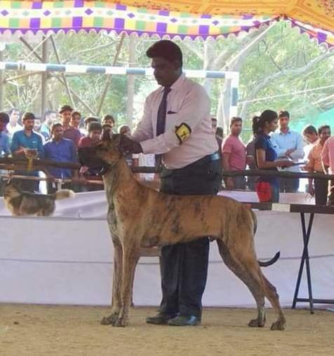 DogsIndia.com - Great Dane - Mayaa's Kennels