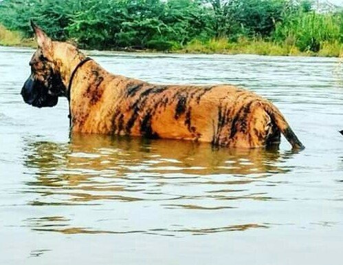 DogsIndia.com - Great Dane - Mayaa's Kennels