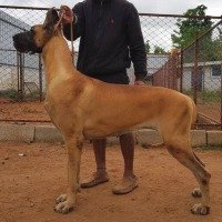 DogsIndia.com - Great Dane - Mukundhaas - Gokul