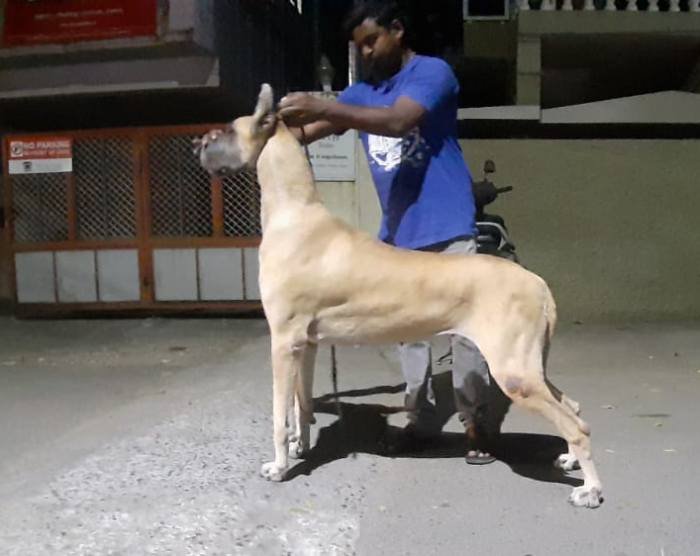 DogsIndia.com - Great Dane - Nattu Dev