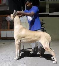 DogsIndia.com - Great Dane - Surya