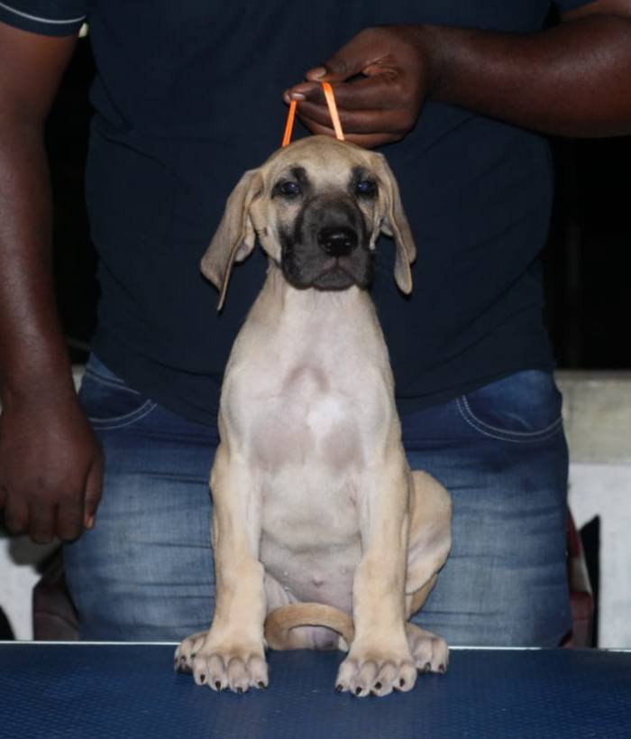 DogsIndia.com - Great Dane - Nattu Dev