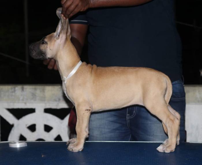 DogsIndia.com - Great Dane - Nattu Dev