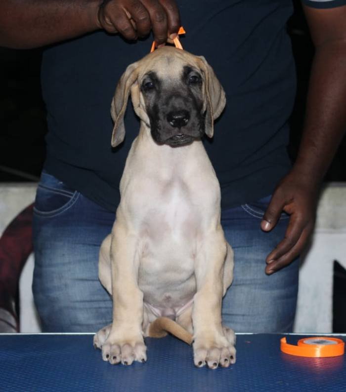 DogsIndia.com - Great Dane - Nattu Dev