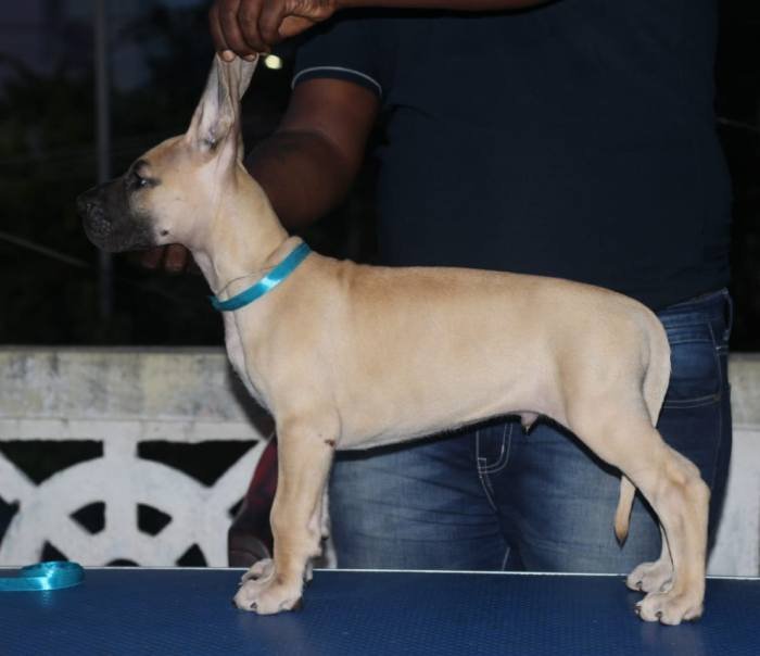 DogsIndia.com - Great Dane - Nattu Dev