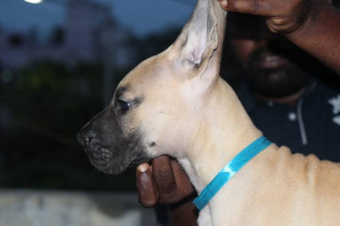 DogsIndia.com - Great Dane - Nattu Dev