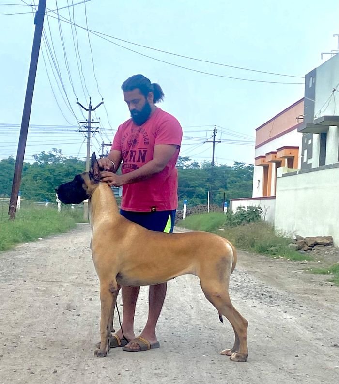 DogsIndia.com - Great Dane - Radan