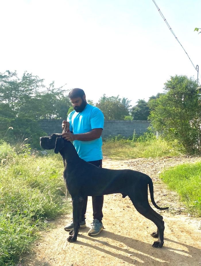 DogsIndia.com - Great Dane - Radan