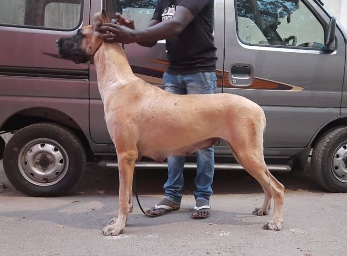 DogsIndia.com - Great Dane - Rajan - Sunflames Kennel