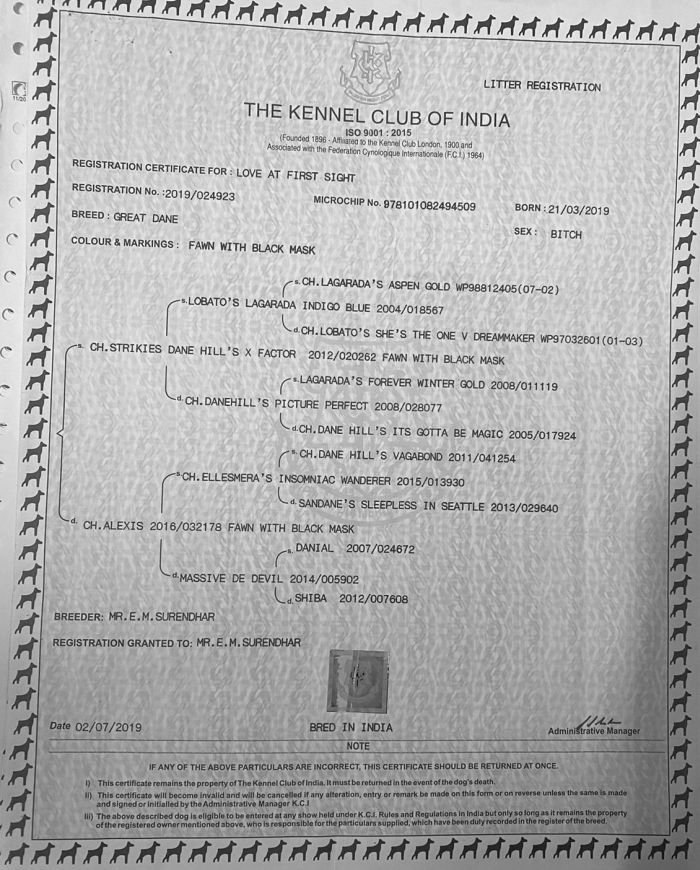 DogsIndia.com - Great Dane - Rajan - Sunflames Kennel