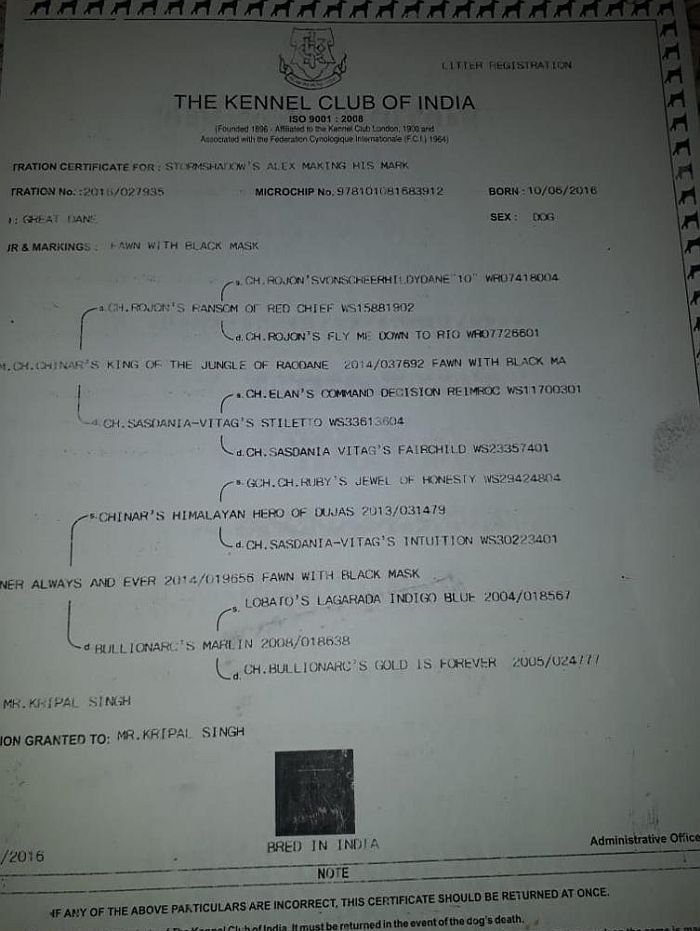 DogsIndia.com - Great Dane - Rajan - Sunflames Kennel