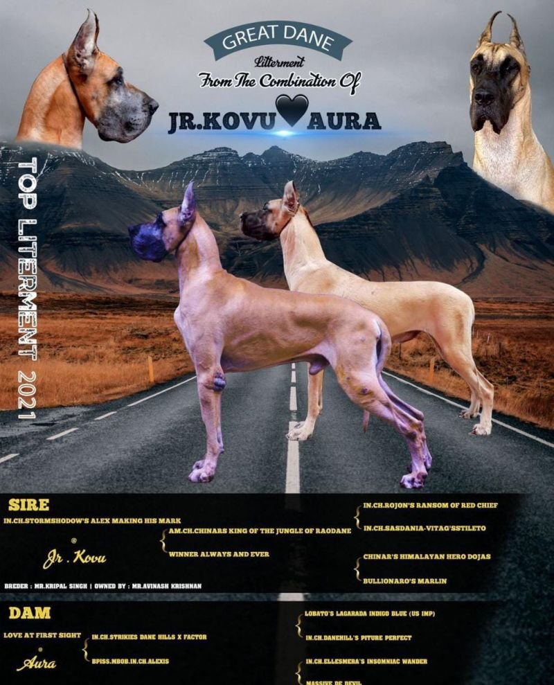 DogsIndia.com - Great Dane - Rajan - Sunflames Kennel