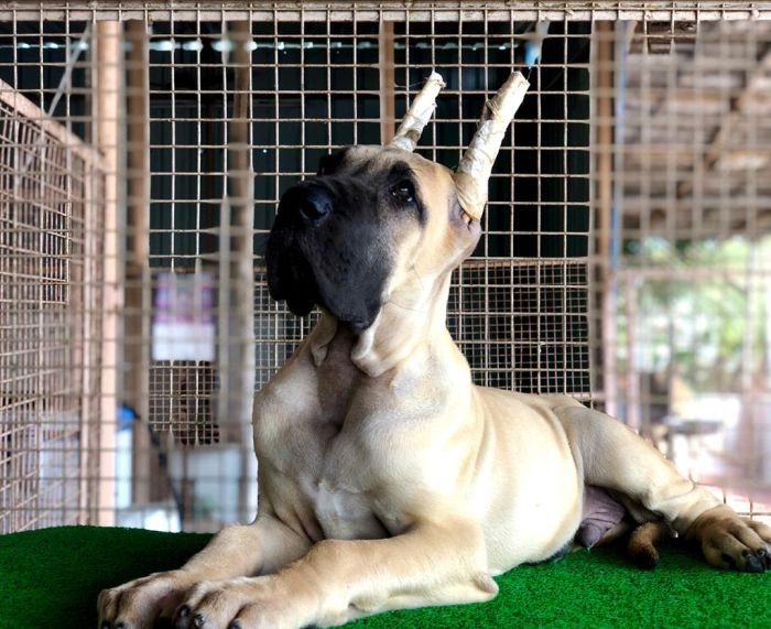 DogsIndia.com - Great Dane - Rajan - Sunflames Kennel