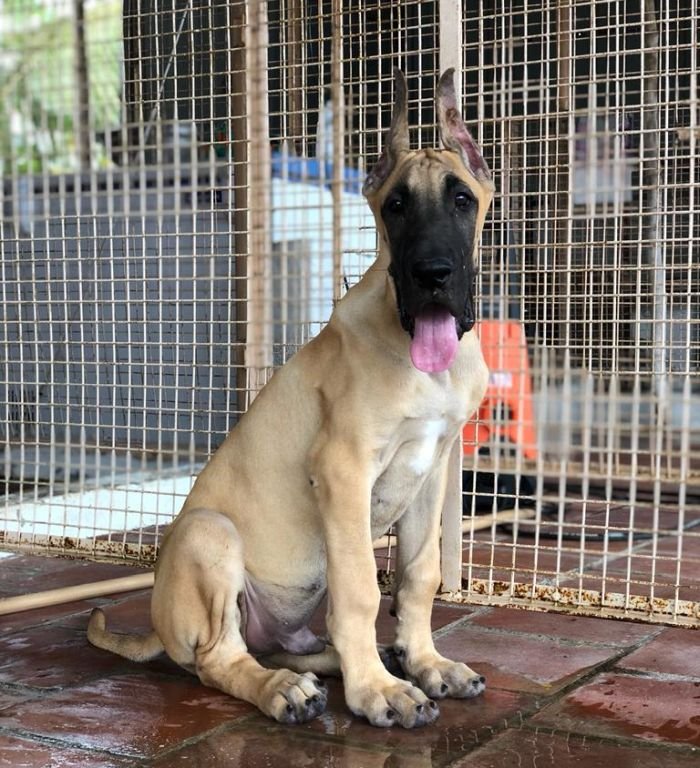 DogsIndia.com - Great Dane - Rajan - Sunflames Kennel