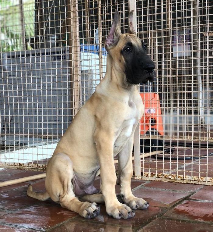 DogsIndia.com - Great Dane - Rajan - Sunflames Kennel