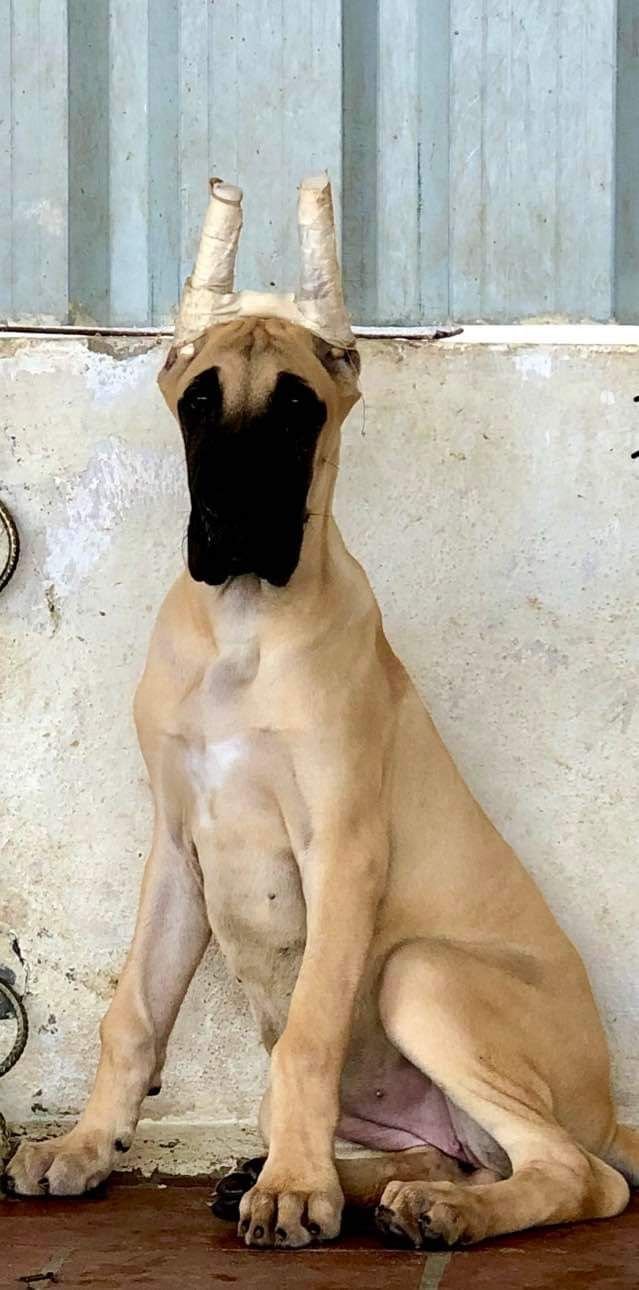 DogsIndia.com - Great Dane - Rajan - Sunflames Kennel