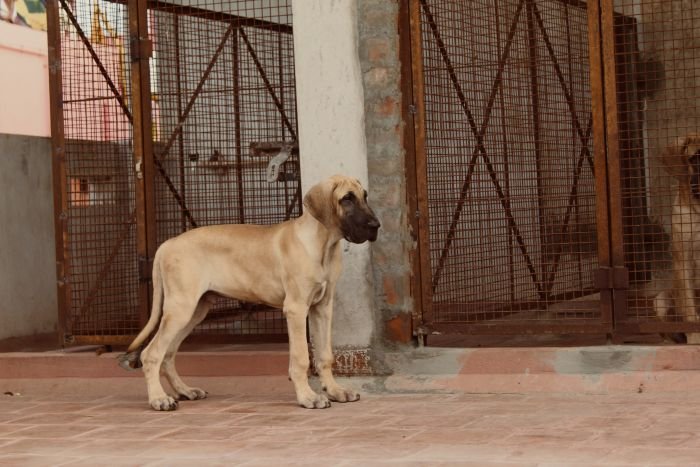 DogsIndia.com - Great Dane - Rajan - Sunflames Kennel
