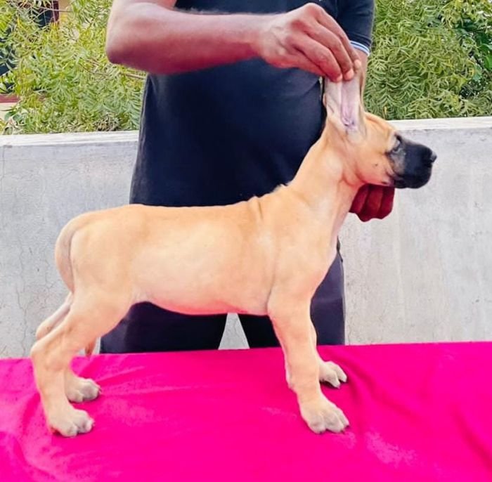DogsIndia.com - Great Dane - Rajan - Sunflames Kennel