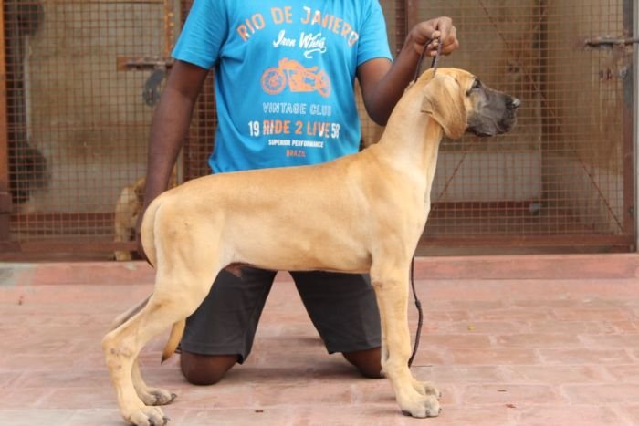 DogsIndia.com - Great Dane - Rajan - Sunflames Kennel