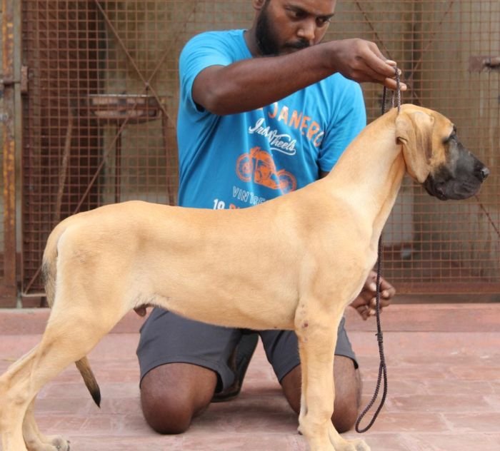 DogsIndia.com - Great Dane - Rajan - Sunflames Kennel