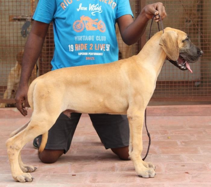 DogsIndia.com - Great Dane - Rajan - Sunflames Kennel
