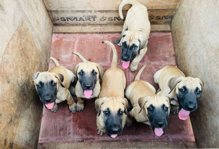 DogsIndia.com - Great Dane - Rajan - Sunflames Kennel