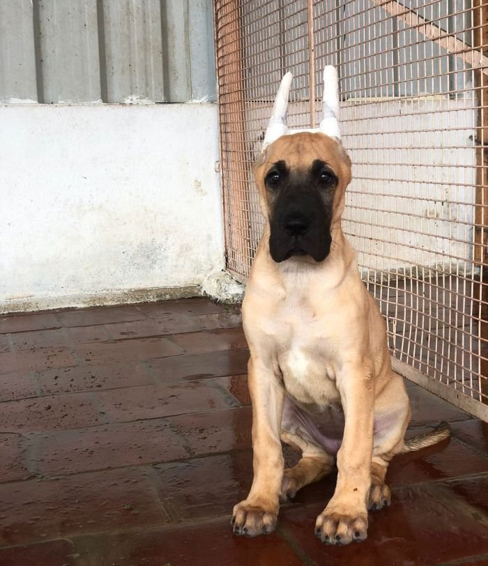 DogsIndia.com - Great Dane - Rajan - Sunflames Kennel