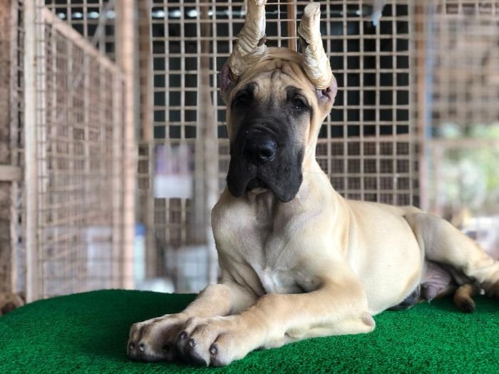 DogsIndia.com - Great Dane - Rajan - Sunflames Kennel