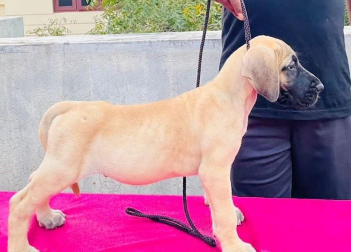 DogsIndia.com - Great Dane - Rajan - Sunflames Kennel