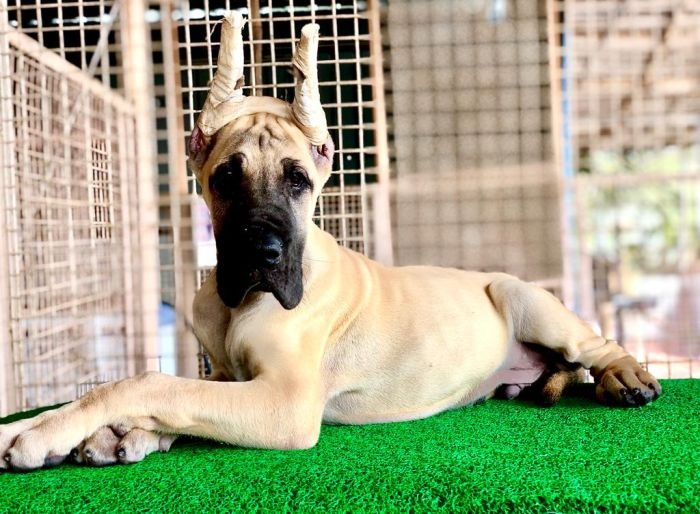DogsIndia.com - Great Dane - Rajan - Sunflames Kennel